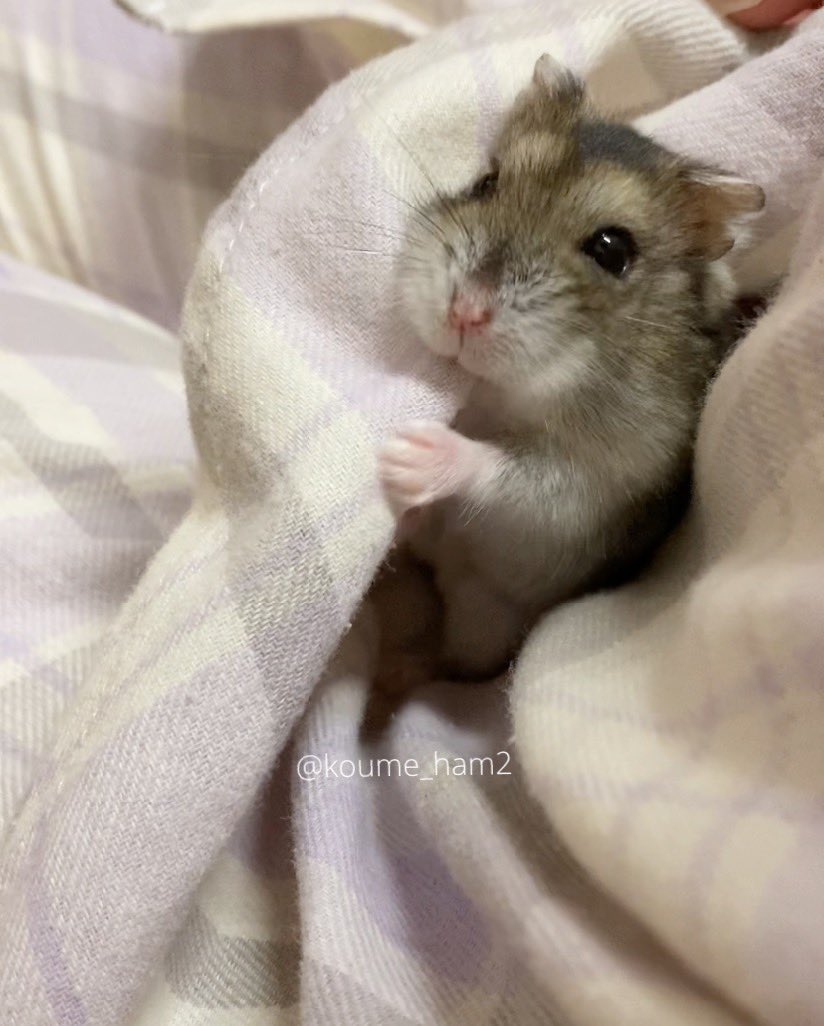 こうめ❀.*・゚なぎ❁⃘*.゚ tweet media