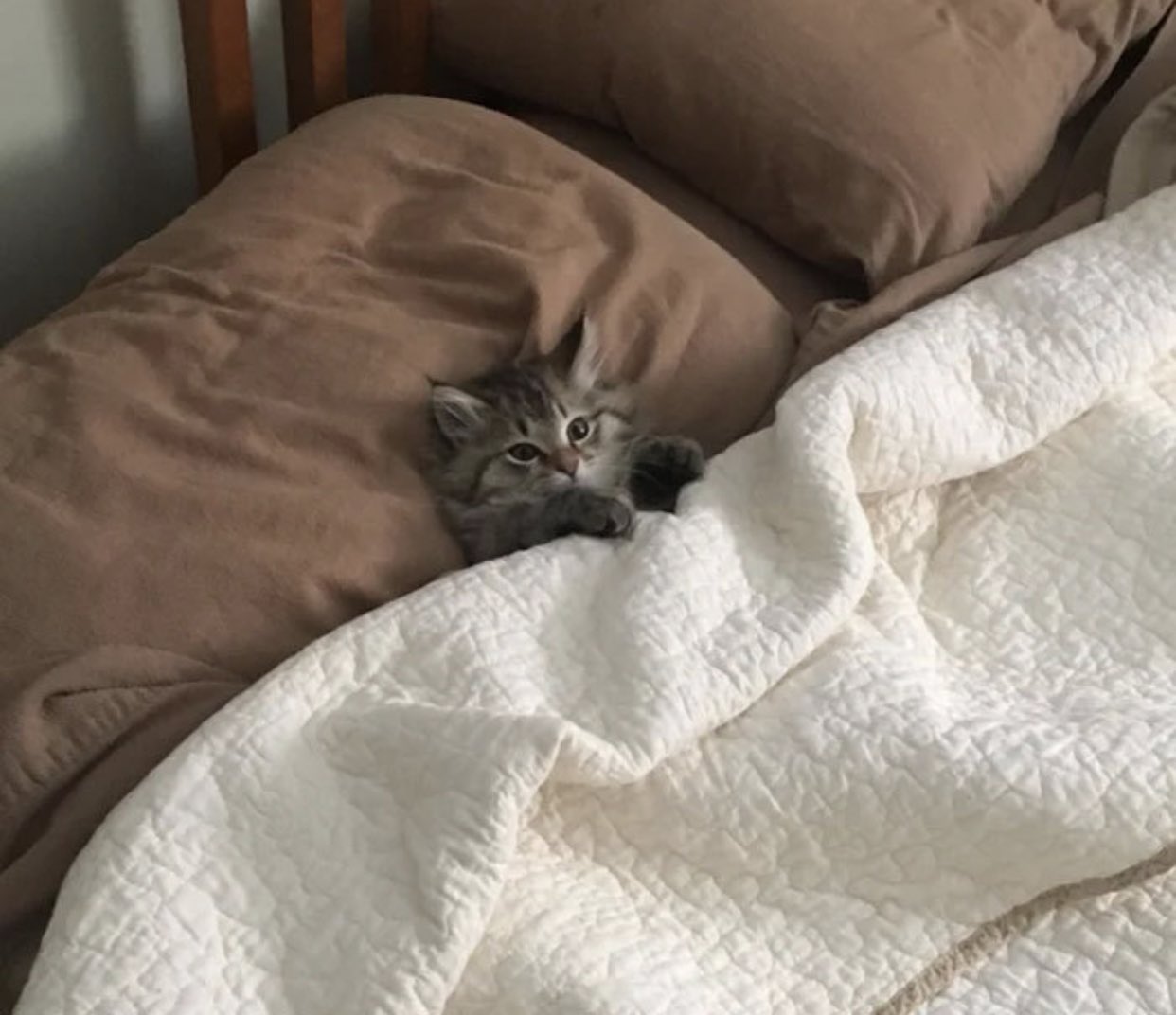Kitten sleeping in bed discount