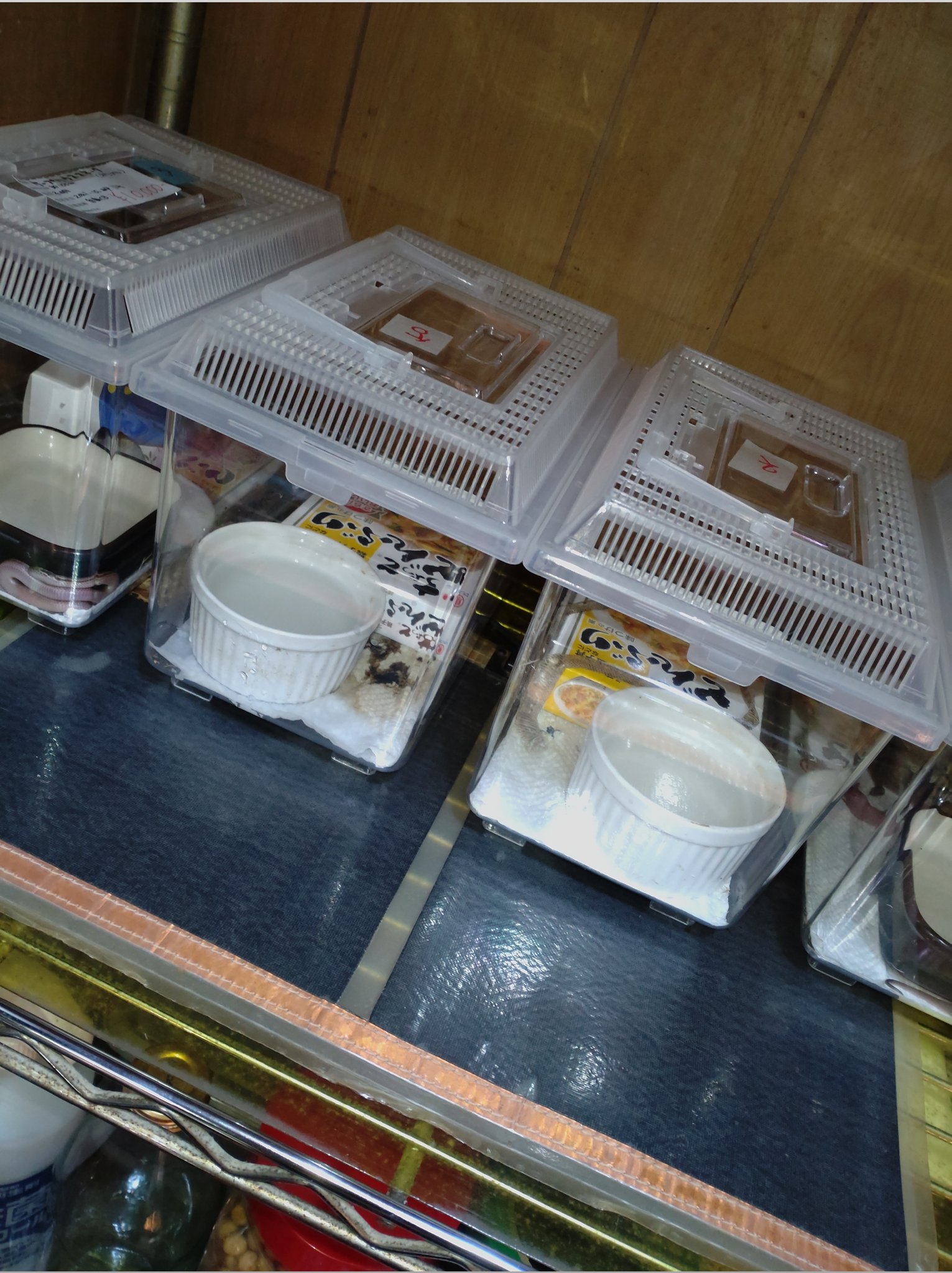 爬虫類 両生類専門店レプティリカス V Twitter ウルトラサームはウチの店でも現役で数枚使用しています 怒 オロペルさんとこも現役の物があるそうです 怒 流石 英国製 怒 まぁ 同じ会社のジュラシックロックヒーター 平たい岩が型ヒーター は短命でしたが