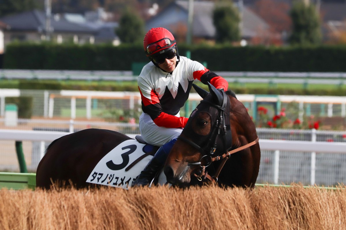 majesty_bio's tweet photo. 2021/11/14 福島5R・障害未勝利

障害見せをしている場面。
馬も人も本当にいい表情をするんだよなぁ。

#グリニッチヴィレジ
#伴啓太
#タマノジュメイラ
#草野太郎
#ホウオウアクセル
#北沢伸也
#イワネコゴシキ
#小野寺祐太 https://t.co/8TbhxL11Aj