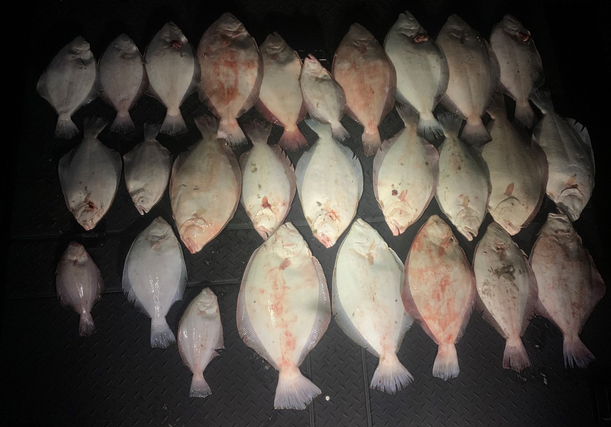 Texas Flounder Limit