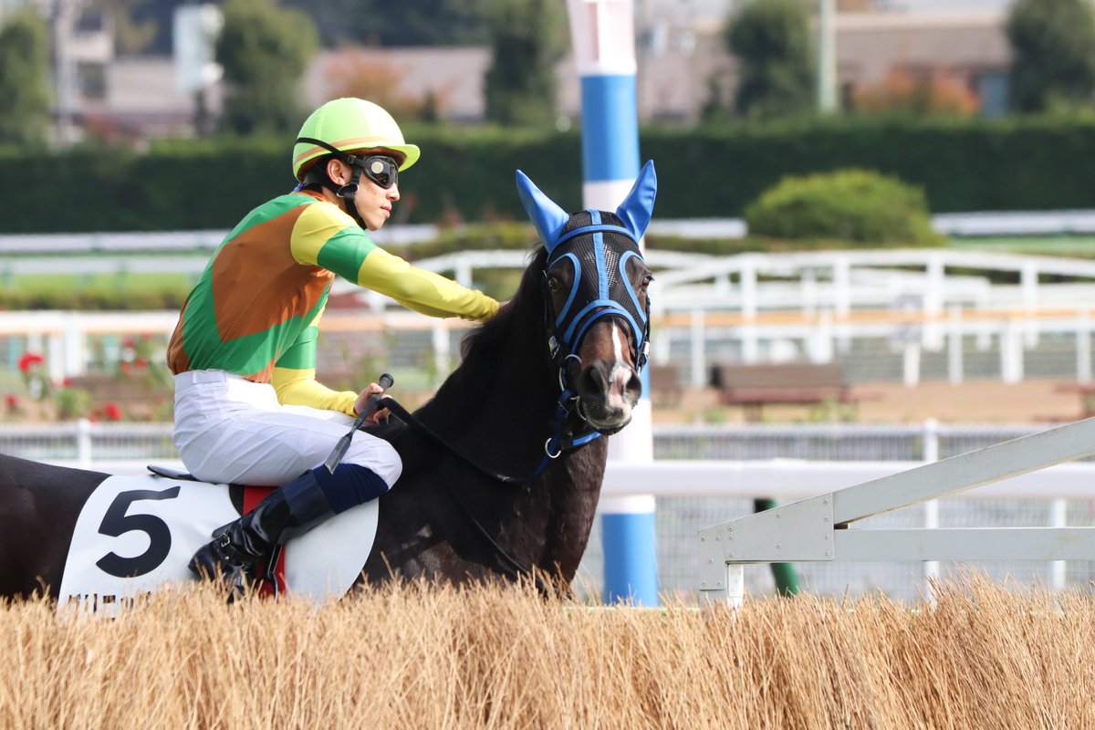 majesty_bio's tweet photo. 2021/11/14 福島5R・障害未勝利

障害見せをしている場面。
馬も人も本当にいい表情をするんだよなぁ。

#グリニッチヴィレジ
#伴啓太
#タマノジュメイラ
#草野太郎
#ホウオウアクセル
#北沢伸也
#イワネコゴシキ
#小野寺祐太 https://t.co/8TbhxL11Aj