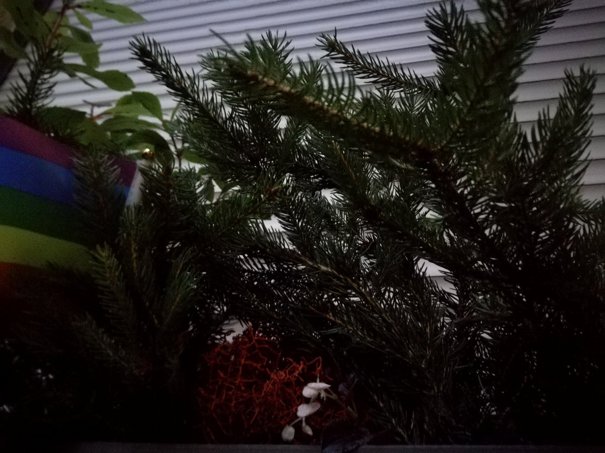kristallnaach's tweet photo. Noch hat der #Friseur geöffnet..
🌲#Baumschnitt #Gärtchen21 🌲
Ich sollte mich auf den Marktplatz stellen..tollen Reisig verschenken.. https://t.co/M8P4c8YLcg
