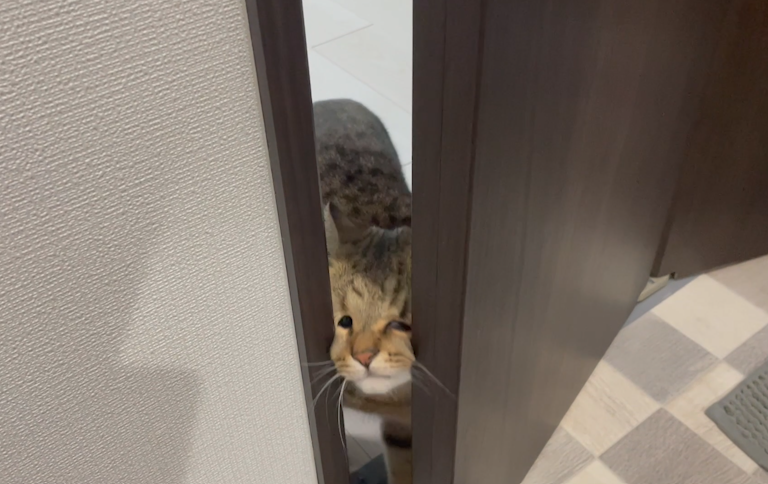TranslatedCats's tweet photo. Let me go to see some shit. Can I? https://t.co/KqBNN3Vj6e