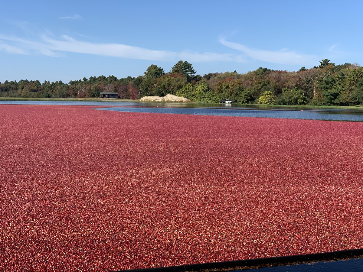 DecasFarms's tweet photo. #Harvest is drawing to a close. Wonder how many of these beautiful berries will make it onto your oatmeal, yogurt, or salad?
.
.
.
#BogToBag #farming #agriculture #MAag #MAfarming #cranberry #cranberryharvest #nature #sustainable https://t.co/U943vuMY6t
