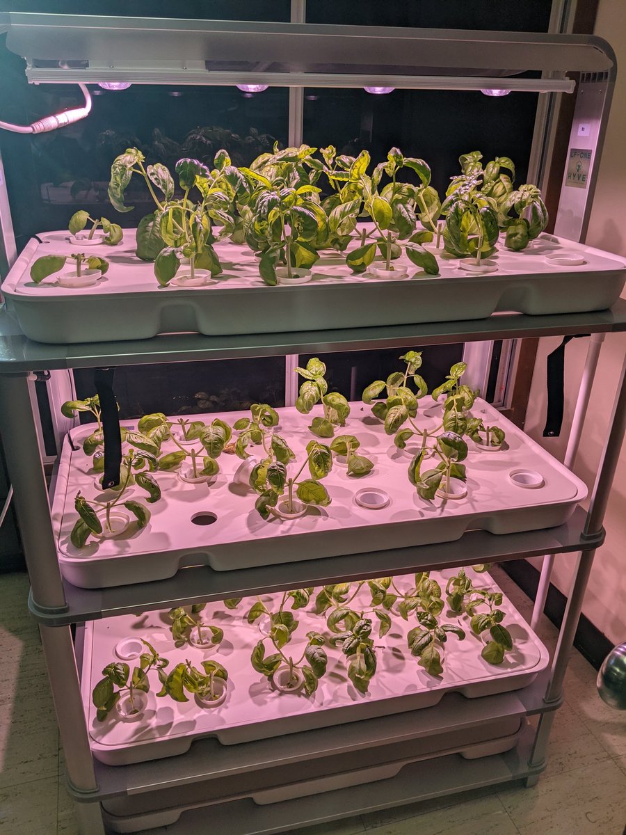 Our hydroponic system is producing so much basil every few weeks! The picture of the system is showing the basil after it has been harvested. <a href="/rbrhs/">RBRHS Updates</a>