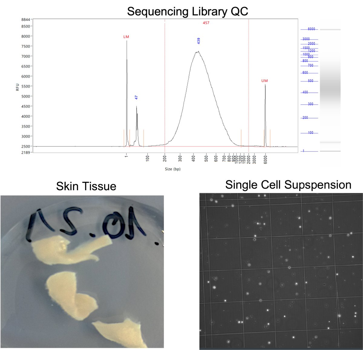 Singleron_Bio's tweet photo. What challenging tissues are you working with?
Using #GEXSCOPE®, our patented scRNA-seq library preparation kit, we have successfully isolated single cells from skin tissue. Our Kit has been successfully applied for more than 350 different tissue types and we are still counting. https://t.co/KL0JEHfiUo