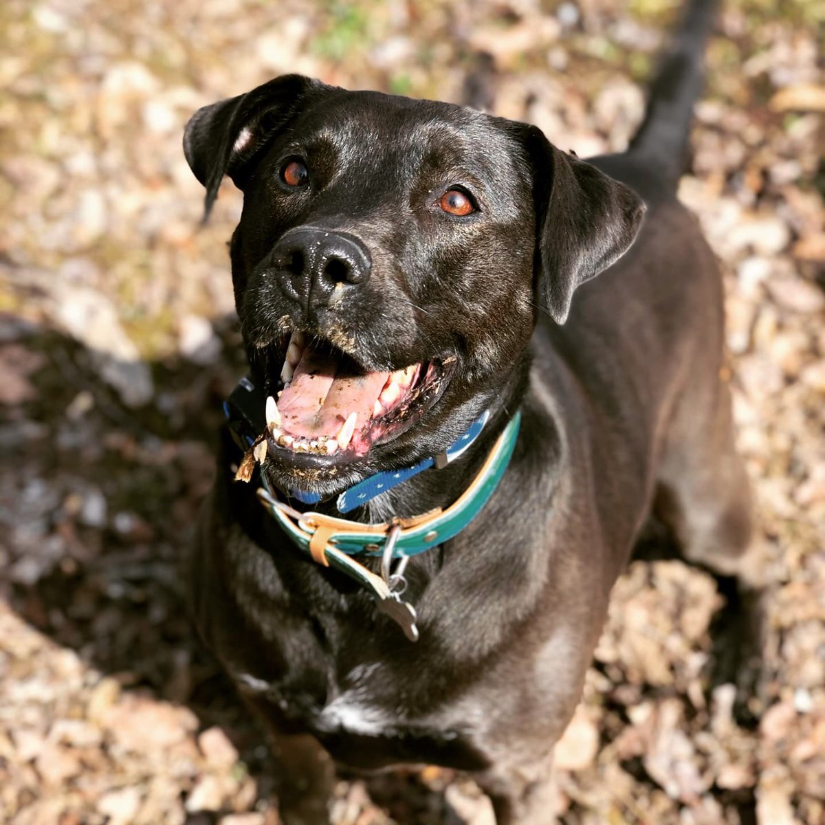 upmcem's tweet photo. Today's #PetsofPittEM feature is
Millie the 6.5 year old chocolate lab rescue! She LOVES
water and playing fetch with her mom, Alex. They
also go on hikes and run together!
#PittEMresidents #OnePittEM
#UPMCEM 
#WellnessInEM #EMResidency
#emergencymedicineresidency #FemlnEM https://t.co/4gFi7f9ixF