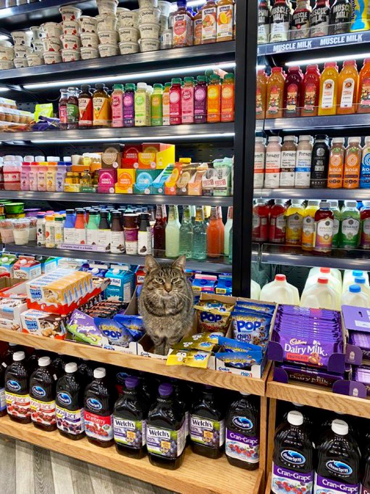 Bodegacats_'s tweet photo. 📷 @peterzallo https://t.co/eckV5qjhlA