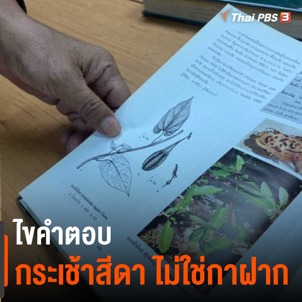 ThaiPBS's tweet image. #กระเช้าสีดา ไม้ที่มีอยู่จริงในไทยไม่ใช่แค่ในละคร นักพฤกษศาสตร์ ยืนยันเป็นไม้ที่เสี่ยงต่อการสูญพันธุ์ และไม่ใช่ต้นกาฝาก กลุ่มแรกเป็นไม้เถาในวงศ์ไก่ฟ้ามี 19 ชนิดพบ 8 ชนิดหายากพบในเขาหินปูน ส่วนกลุ่มเฟิร์นชื่อชายผ้าสีดา เป็นของป่าหวงห้าม

📌 อ่านต่อ news.thaipbs.or.th/content/309809 #ThaiPBS