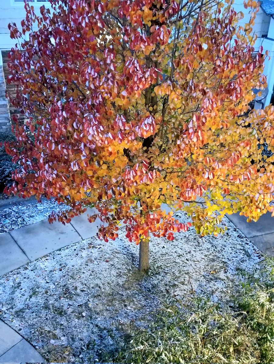 BMcNoldy's tweet photo. Very fun... it was 64° and windy at sunrise yesterday, and 24° and snowy at sunrise today. 🥵🥶 #COwx #IMissSnow #Loveland https://t.co/PFzqLtztqL