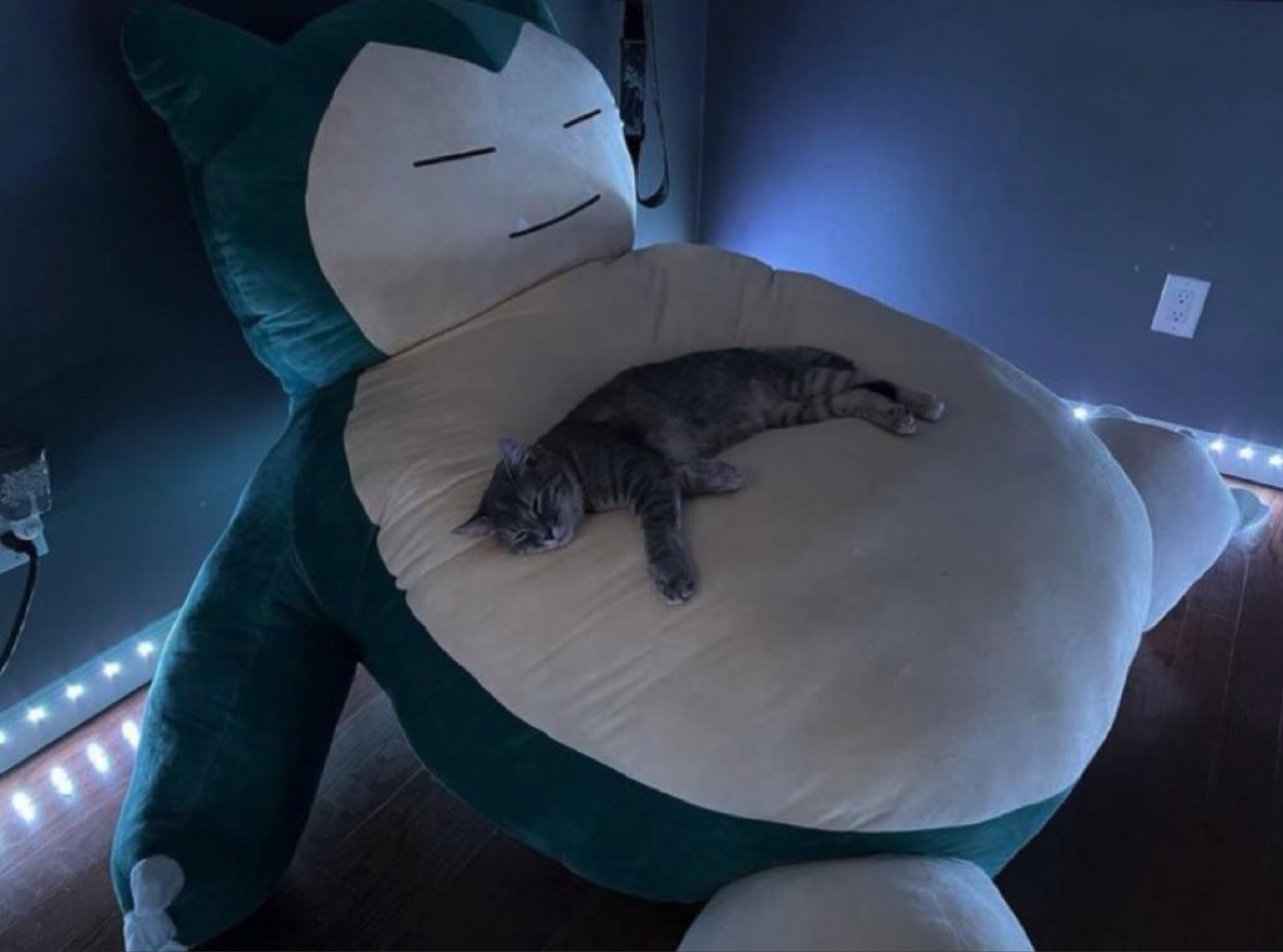 もふもふ動画 巨大ぬいぐるみがお気に入りの猫さん T Co Pdaos9r0r2 Twitter