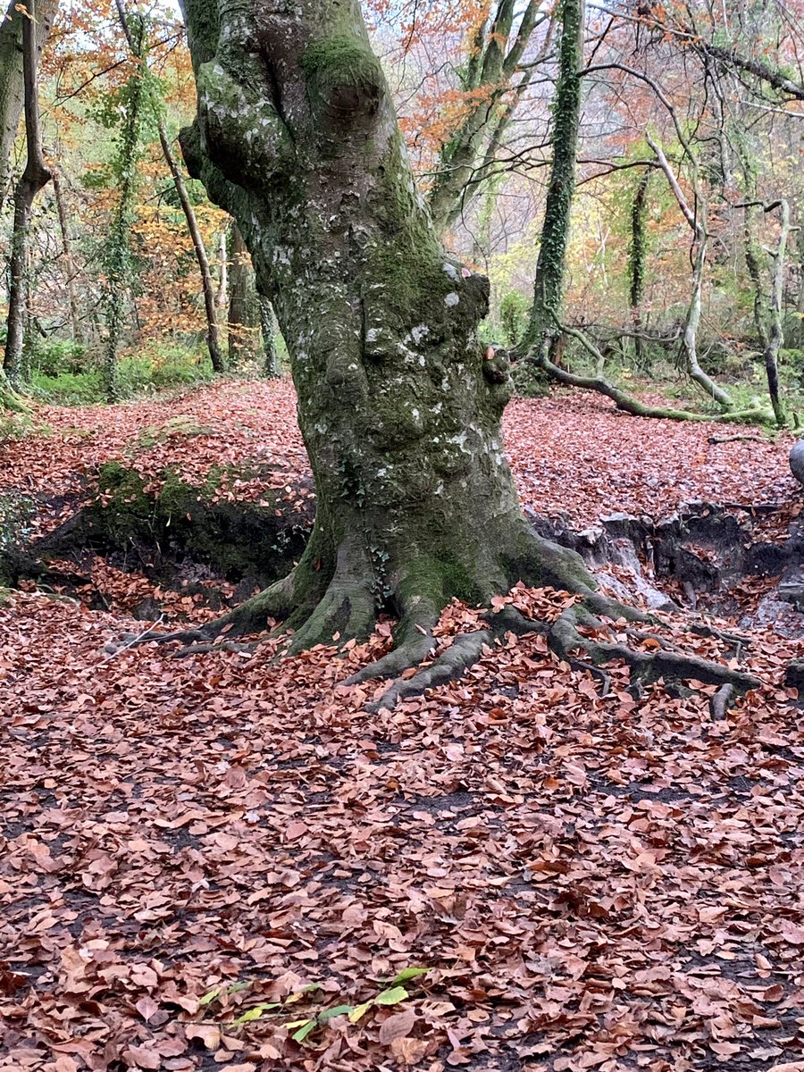 loulouscorpio's tweet photo. @Trewern_K & I had a lovely walk around Decoy Country Park on Monday, red route this time & I have to say it was quite a struggle for me, frustratingly but it was great to be amongst the trees & I can feel the improvement at last! #ConnectingActivelyToNature https://t.co/dtohjOZ5ln