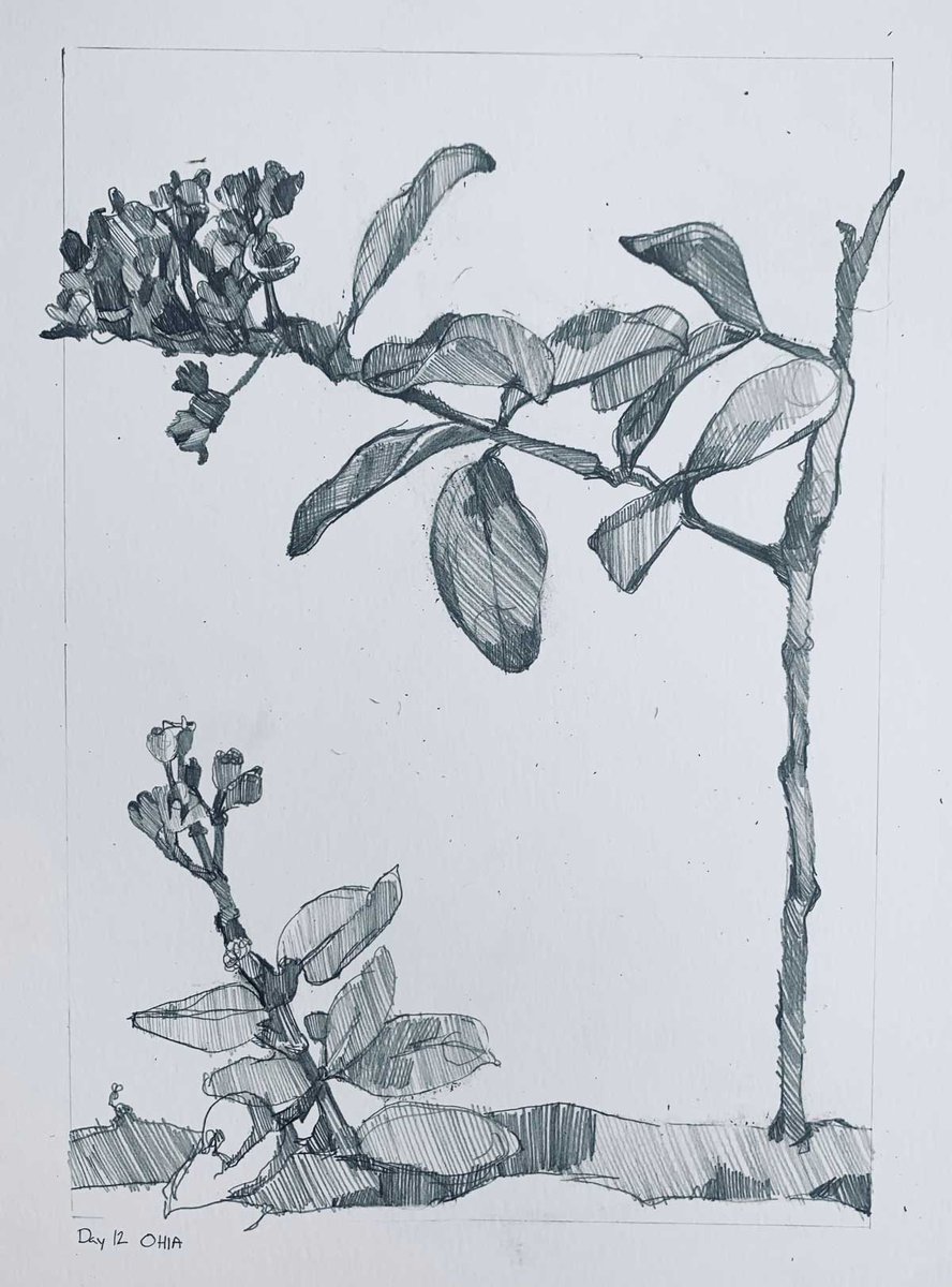 My Day 12 Pencil Drawing:  'Ohi'a

Why does Hawaiian folklore say it will rain when you pick the lehua blossom from the 'Ohi'a tree?
primalmarks.blogspot.com/2021/11/day-tw…

#Pencildrawing #pencil #art #ArtistOnTwitter #sketch #Hawaiiana #Drawing #pencilart