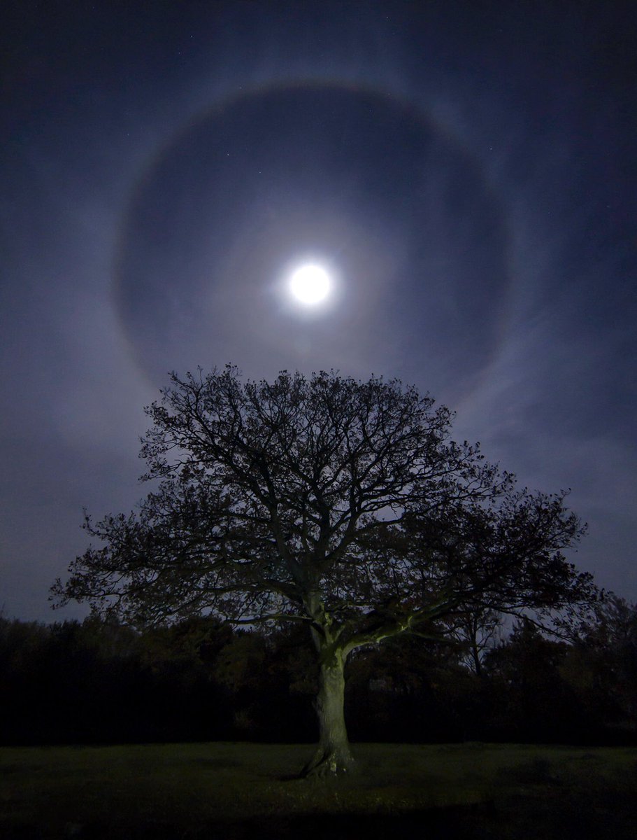 KerrieDoodles's tweet image. Last night, as Snipe called to each other across the fields, a halo formed around the moon. It was one of the best I have ever seen. I rushed to my favourite old oak tree and, using my phone, I tried to light it as best I could without falling face first into the mud. #lunarhalo