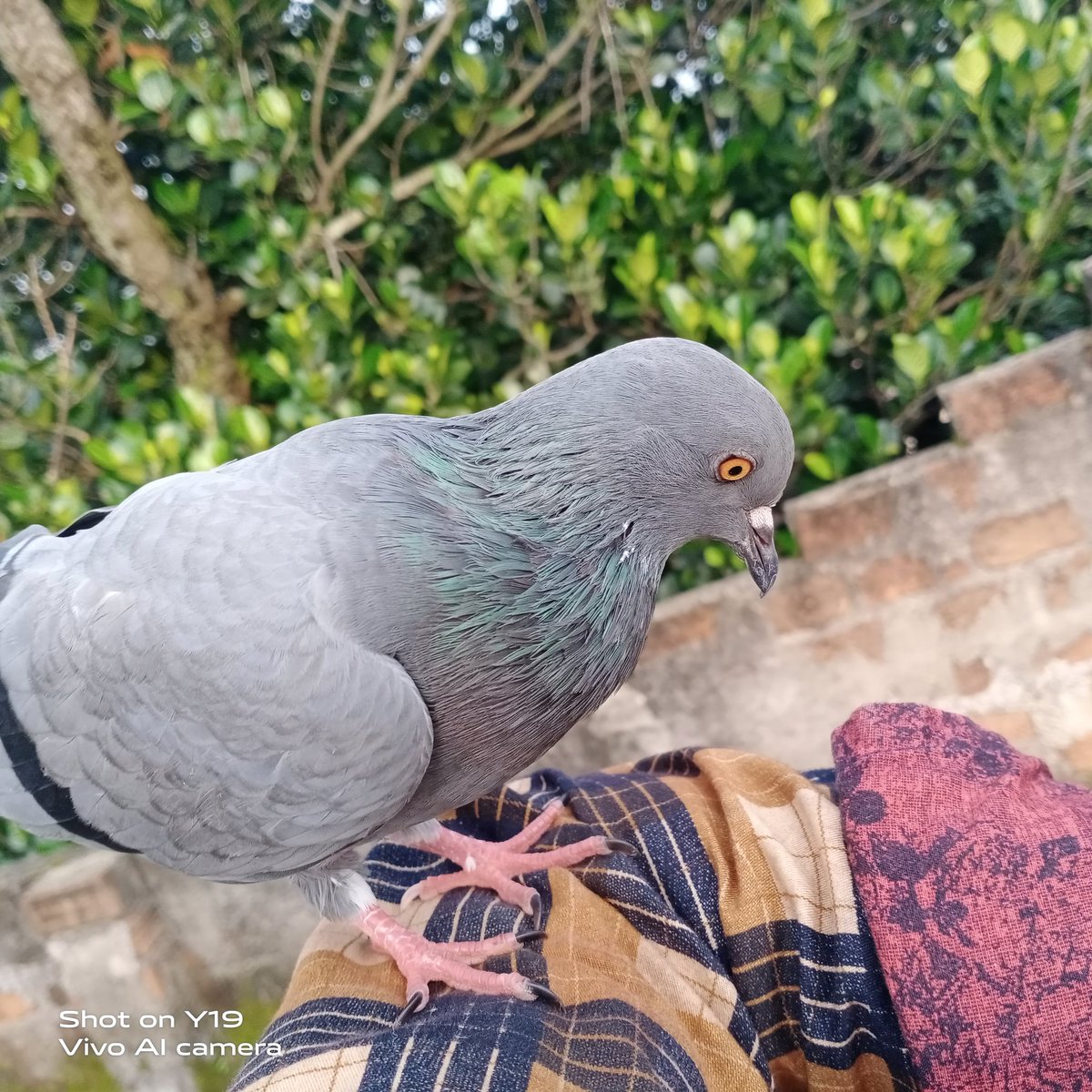 SubhamC29231156's tweet photo. @ChennaiIPL Mine😅😅😅With My cute pigeon 😍🥰😘 https://t.co/lxTIK50VBU