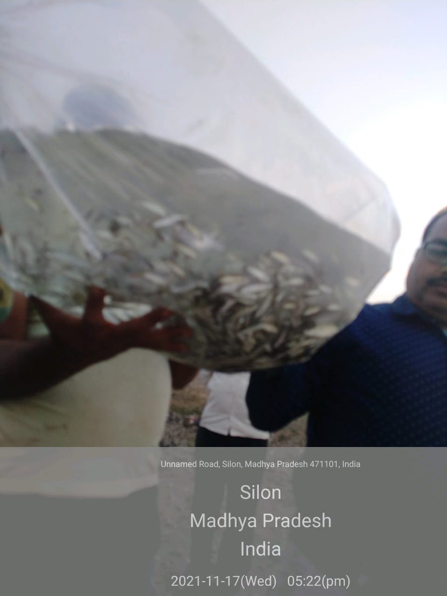 DdfisheriesC's tweet photo. Fish seed (Fingerling) stocking at Rangawan reservoir district Banda, division chitrakoot dham. Fish seed source - Koch Hatchery UPMVNL.  Quantity-2.20 lacks. https://t.co/Ku7NVua1OQ
