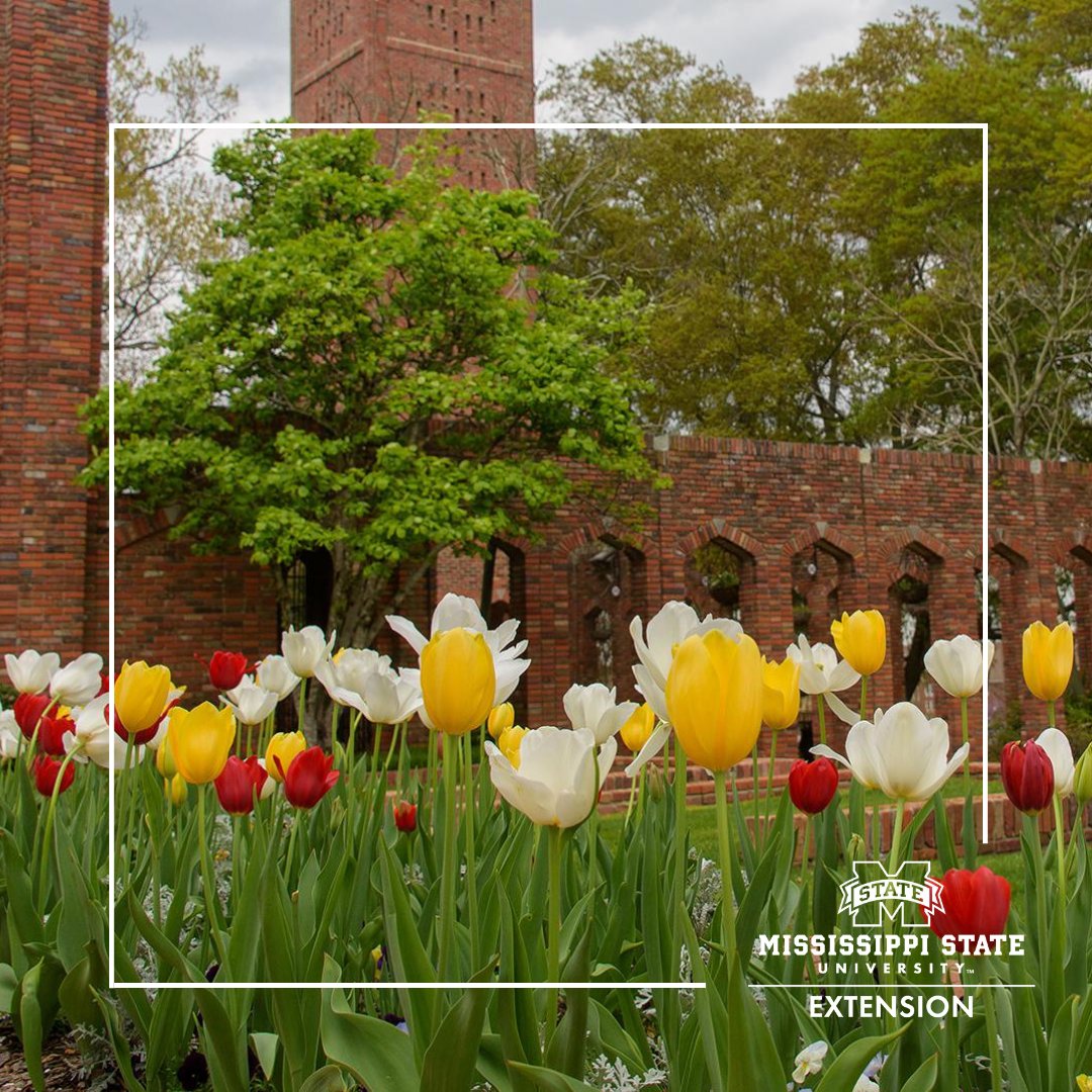 MSUExtService's tweet photo. .@SoGardening says fall is the perfect time to plant spring-flowering bulbs so the root system can become established through the winter!
🌷Learn more tips here: https://t.co/M0mZHuwNhr #ExtensionHasAnswers #MSUext https://t.co/9Fer18sHcs