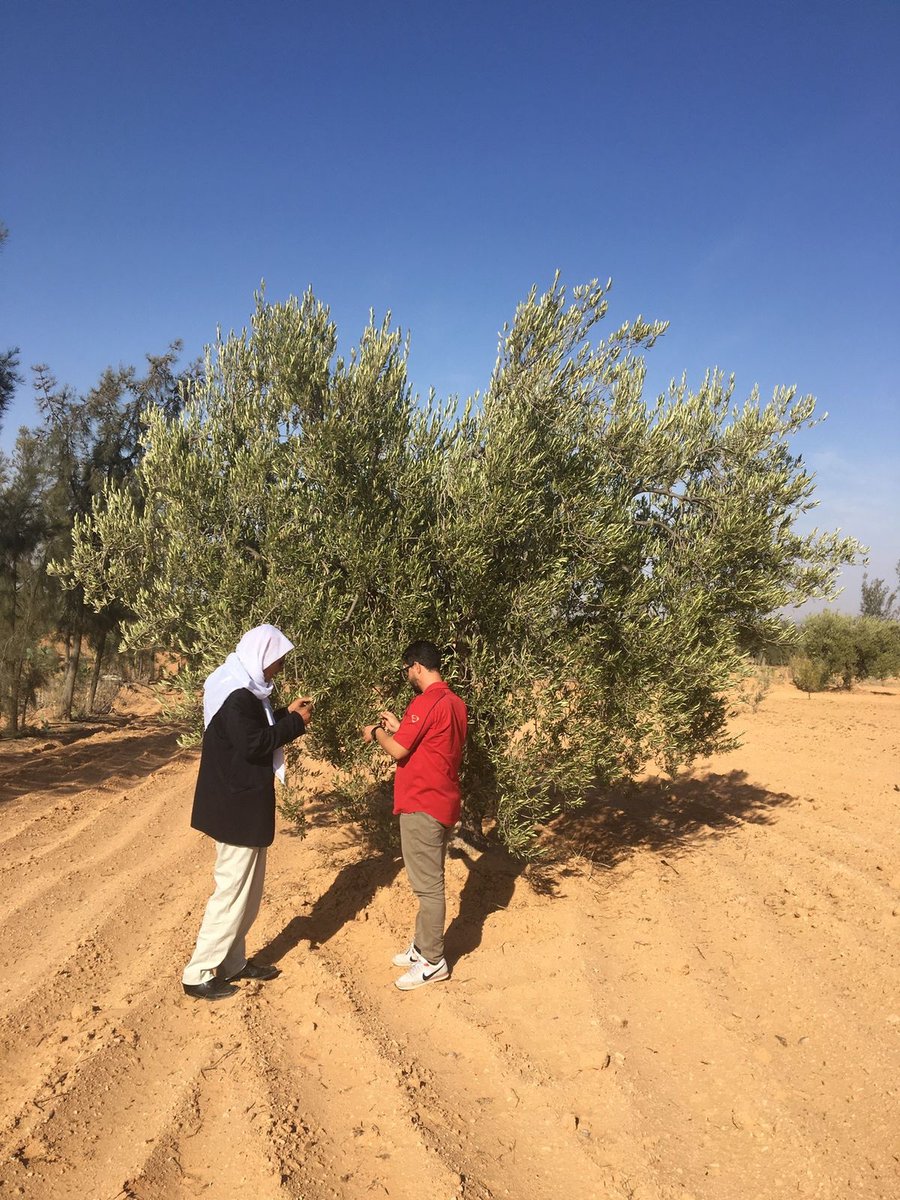 Ready for a secret-reveal on how we, at Clever Harvest, take the crop quality to a whole new level?⁠
⁠
We're all about creating an intergenerational dialogue that integrates the best traditional practices with the most advanced tech.⁠
⁠
#cleverharvest #cleverolives