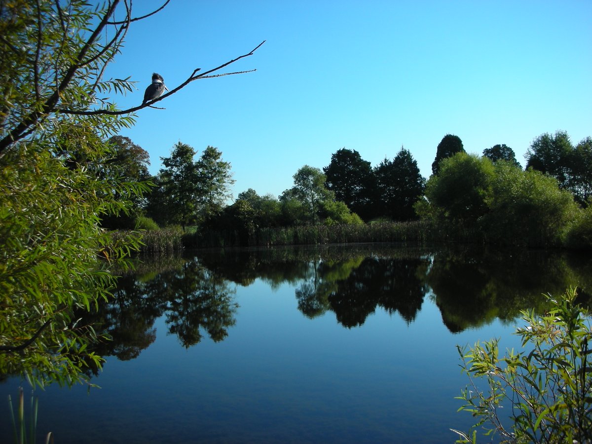 For today's #WildlifeWednesday, we are sharing this photo of a peaceful scene of one of the ponds in the park. 

Can you spot the bird in this photo? 

#manassasnps #findyourpark #encuentratuparque 

Image: NPS, a still pond is surrounded by trees.  Above, a clear blue sky.