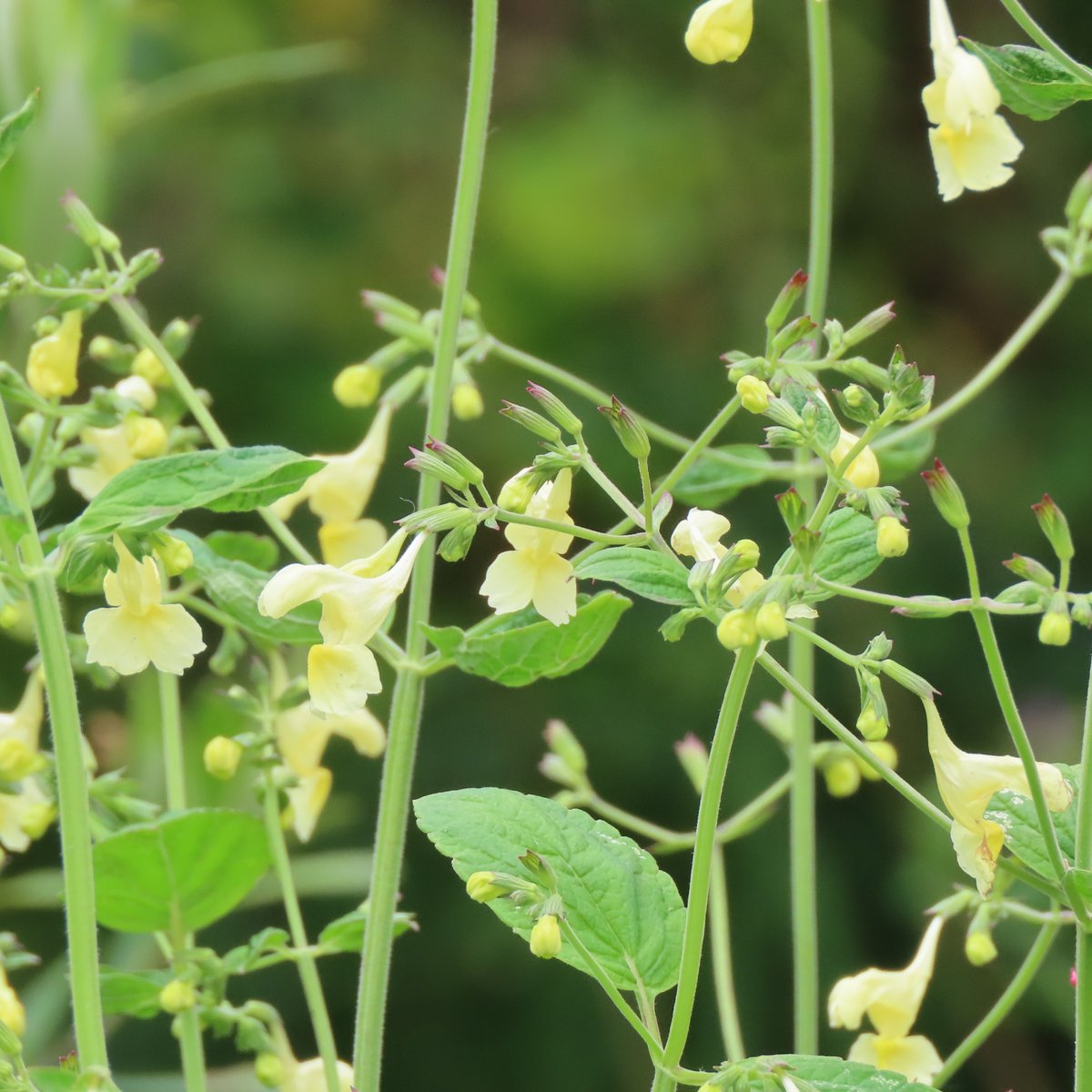 DyffrynFernant's tweet photo. Nepeta govaniana is my N for #AlphabettyBlooms #Flowers #gardens #gardening #pollintors #Pembrokeshire https://t.co/bqVzgpPfU4