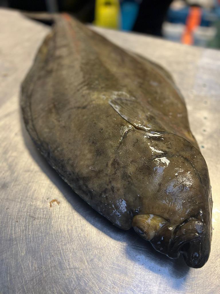 Scottish Gigha Halibut just landed for the Pesky Market tonight. Gorgeous fish with beautiful thick fillets. Head to the market just after 18:00 to stock your weekend fridges!! #fish
