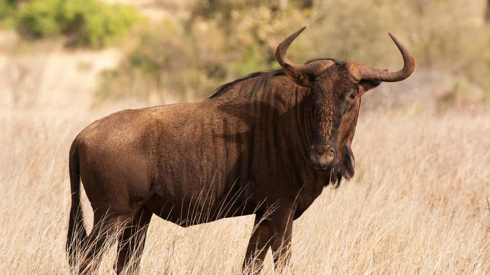 TheOnion's tweet photo. Wildebeest Mother Blasts ‘Our Planet’ Producer Who Just Stood By While Jackal Ate Her Daughter https://t.co/R7PFox0PGt https://t.co/GjV7xLl2Hy
