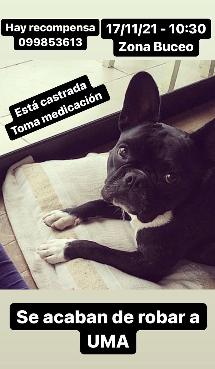 Me acaban de robar a mi perra

Por favor RT 🙏🏼