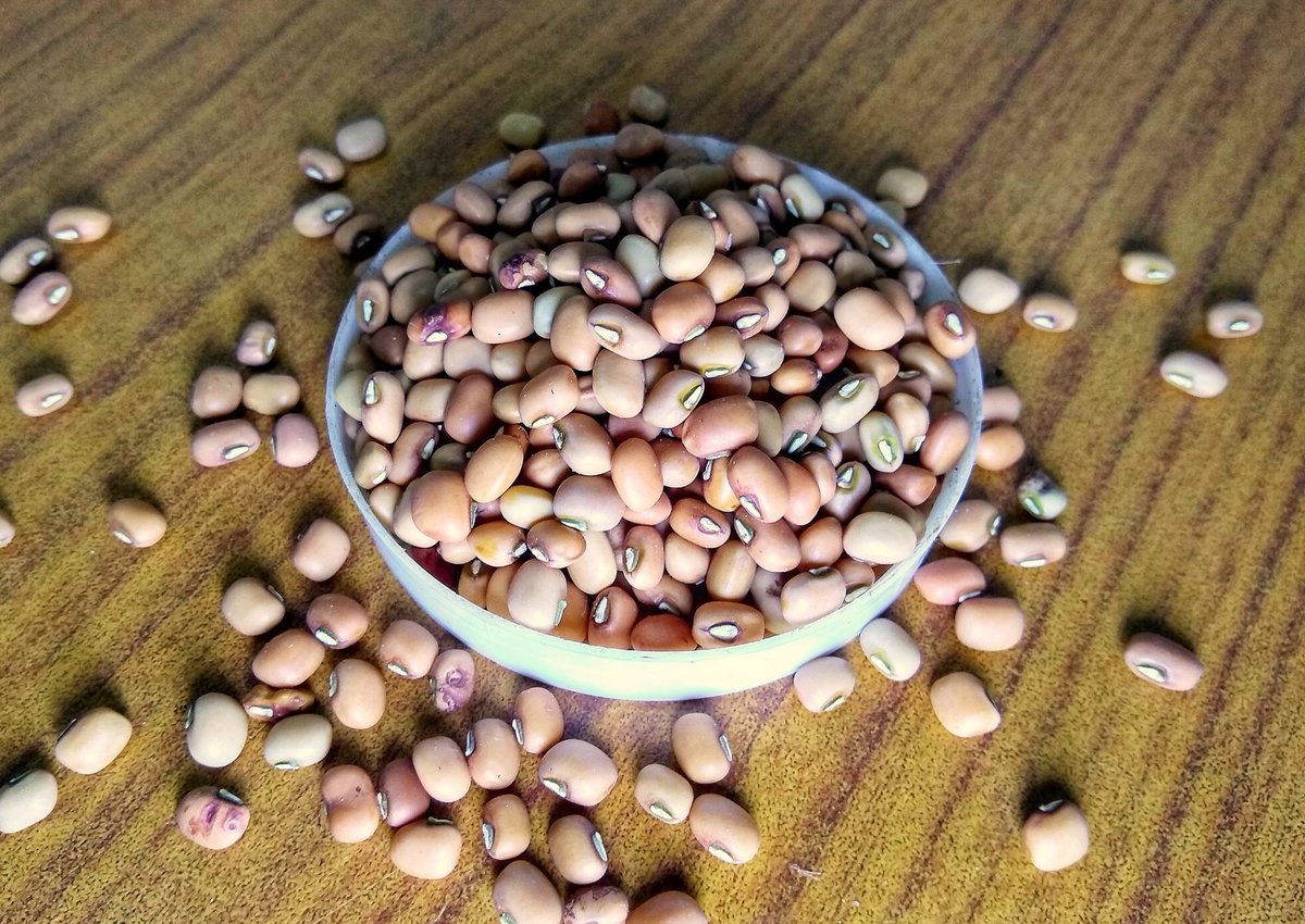 ragikanasanthe's tweet photo. Hope you won’t fogot the taste of #MisalPav made of sprouted Moth bean seeds. ICRA- Institute for cultural research and action is bringing organically grown Madike Kalu, Moth bean or Matki seeds under Sattva brand at @ragikanasanthe! 1/2
:
#MadikeKalu #mothbean #matki #misalpav https://t.co/V6aXM8ccA1