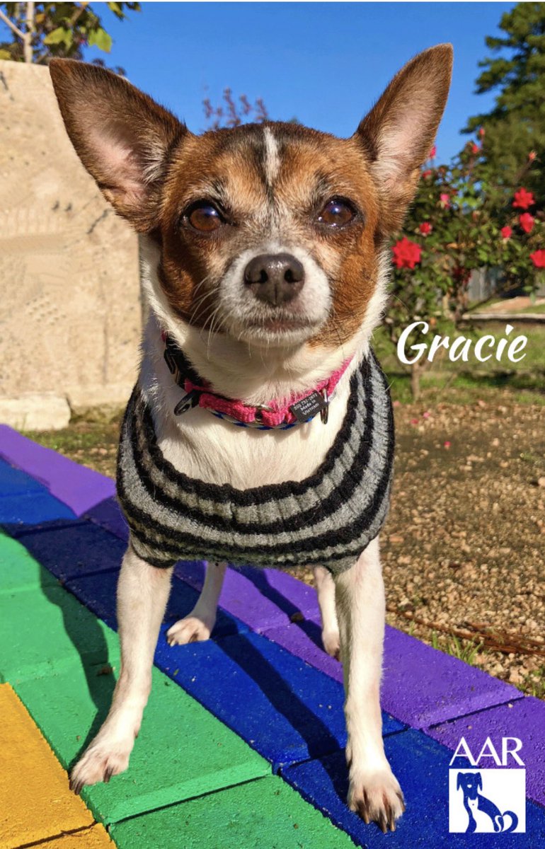 Gracie is such a sweet loving lady. Sadly, her previous owners could no longer care for her. She has been timid at the shelter but warms up quickly to the volunteers. Come meet Gracie! #Chihuahua #adoptables #rescuedog #adoptme #animalrescue