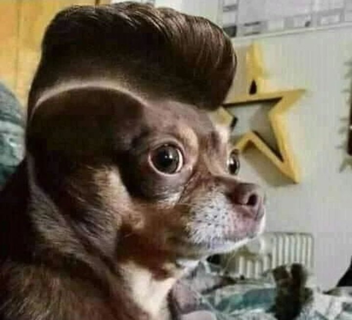 #UnChavorrucoNunca se haría un corte ridículo y tampoco se lo ayuda a su perro...

O sí?
🤦🏻‍♂️

#FelizMiercoles