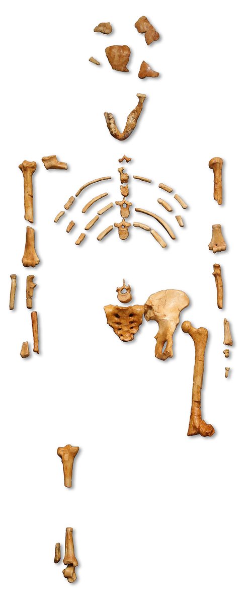 ExplorersClub's tweet photo. #OTD in 1974, Donald Johanson and Tom Gray discovered the 40% complete #AustralopithecusAfarensis skeleton, #Lucy, named after the Beatles song, "Lucy in the Sky with Diamonds."
The skeleton was discovered in the #AwashValley, #Ethiopia. #paleontology https://t.co/HyMilXA4if