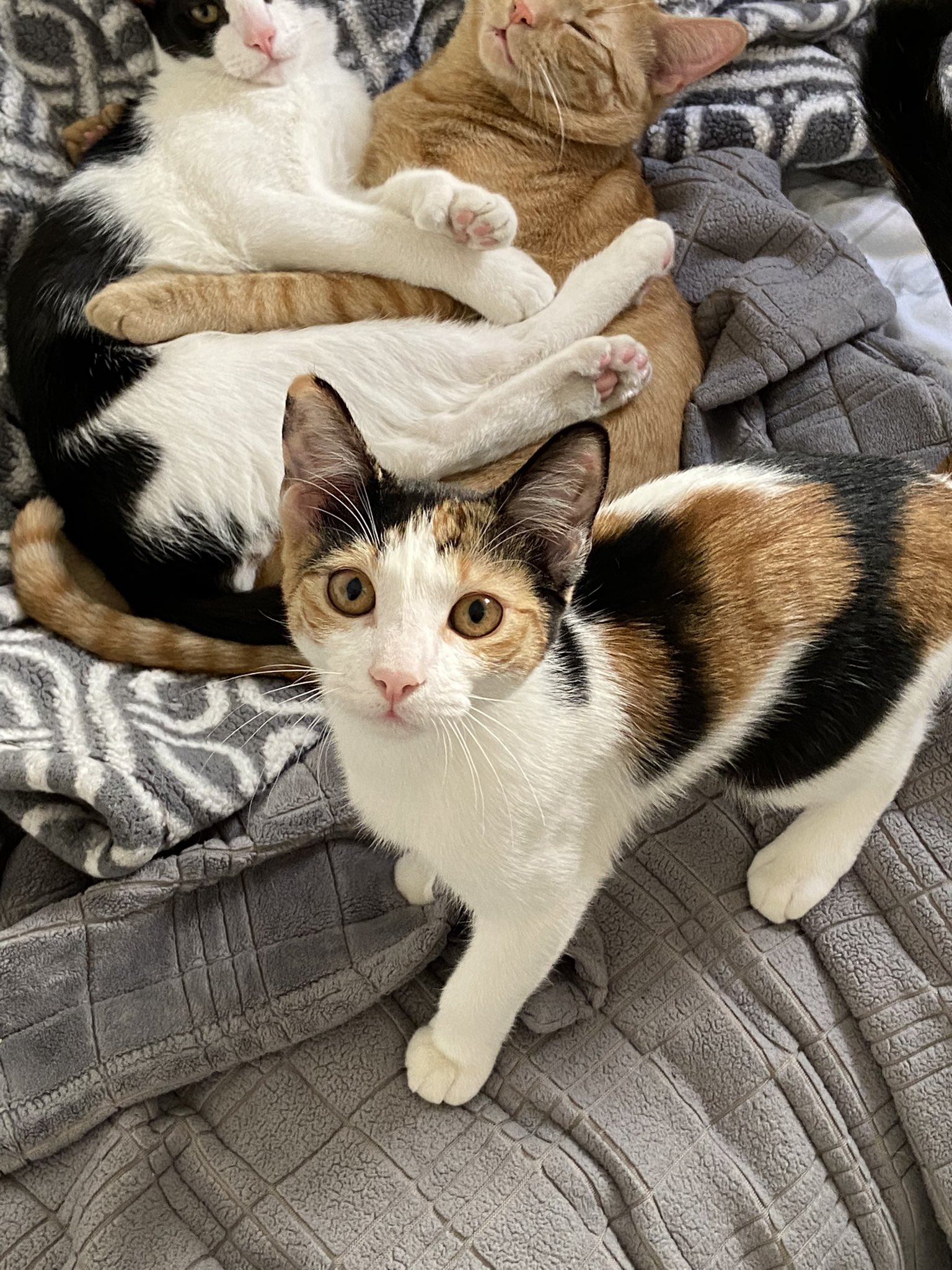 Blanca C Ocampo on Twitter "TrafalgarRoad_ WholesomeMeme She wanted