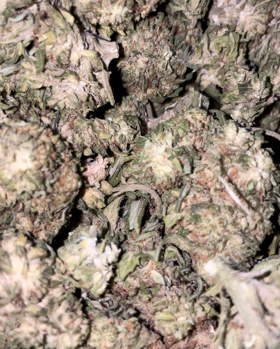 cignfarm's tweet photo. Up close and personal with White CBG❕
#cultivation #cannacommunity #cannabis #whitecbg #hempwholesale #wholesalehemp #wholesalecbd #cbdwholesale #hempfarm #cbg https://t.co/Cywx9qze7l