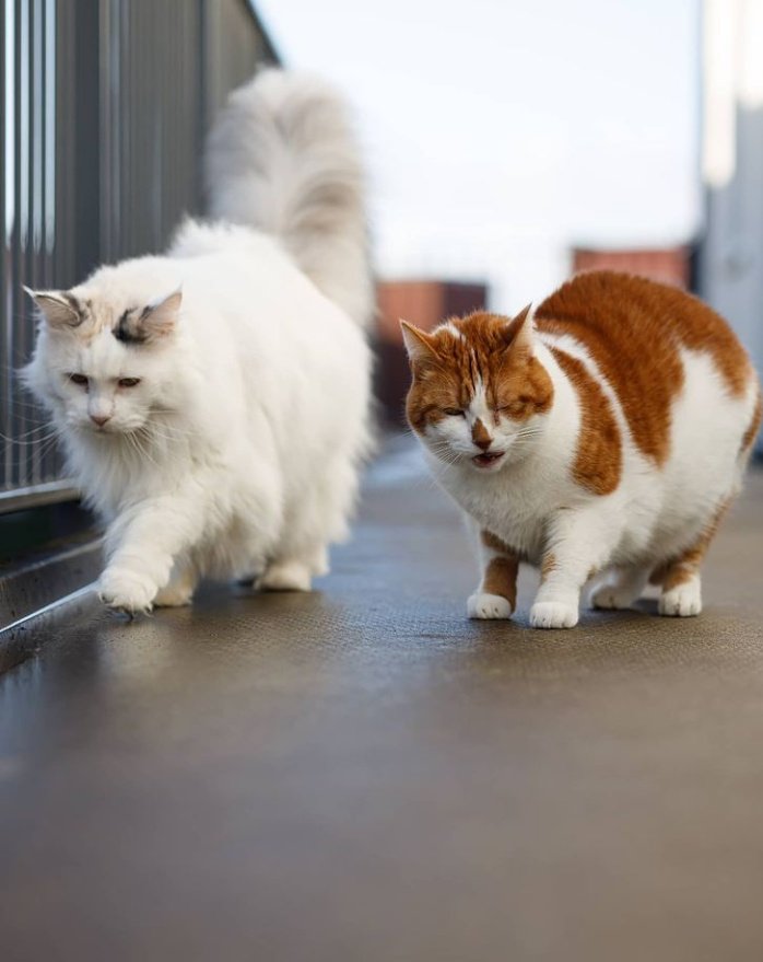 UsaPersianCatL1's tweet photo. #CATGIRLCOIN #catecoin #catlovers #catgirl #catlover #CatsOfTwitter #catradoransfw #cats #CatlogBoard https://t.co/KL981nttd9