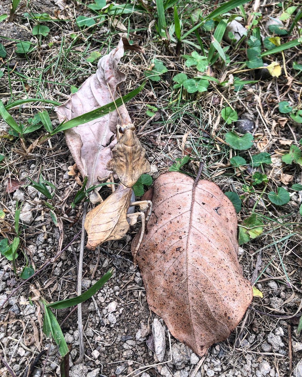 Songorr2's tweet photo. ☘️❄️☀️🐛親親大自然 🐛☀️❄️☘️

#臣膠遊記  #songorrhiking #葉脩 #Phyllium #ソフビ  #原色擬態昆蟲  #designtoys #sofubitoys #昆蟲#songorrstyle https://t.co/CukSmkYkoF