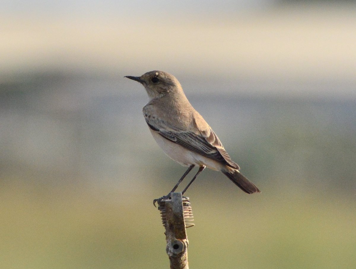 fcozdal's tweet photo. Male and female Desert Wheatears at Hamala last week. #birdwatching 
#BirdsSeenIn2021 #BirdsofBahrain https://t.co/KYhopLtdcN