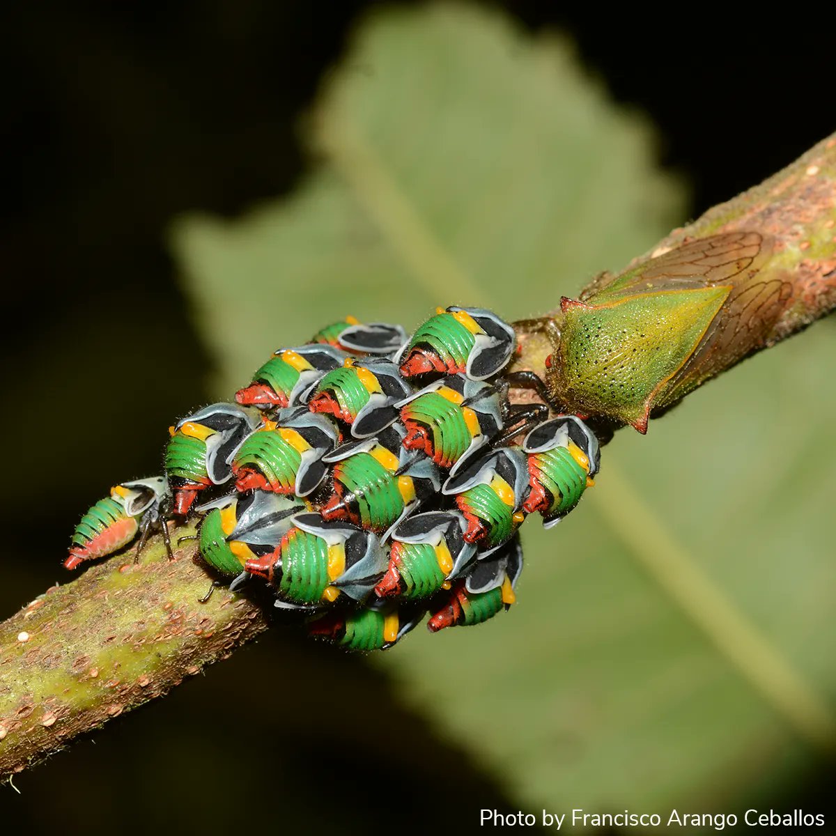 Arthropod Photo of the Week: Nov. 24, 2021
Treehoppers
Metcalfiella sp.
Hemiptera: Membracidae
Santander, Colombia
By Francisco Arango Ceballos (<a href="/frangoud/">francisco arango</a>)
#arthropodPOTW