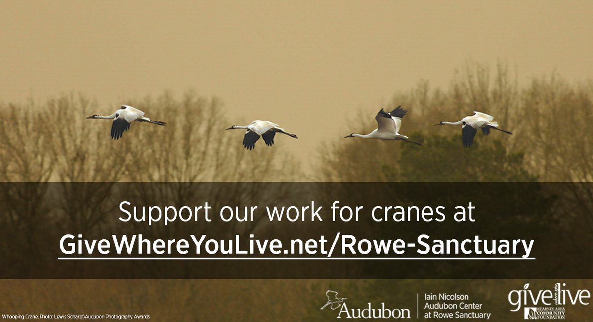 Rowe Sanctuary tweet media