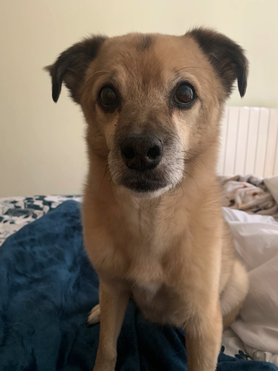 Emily & Nibby 🌈🇪🇸🐶♥️ tweet media