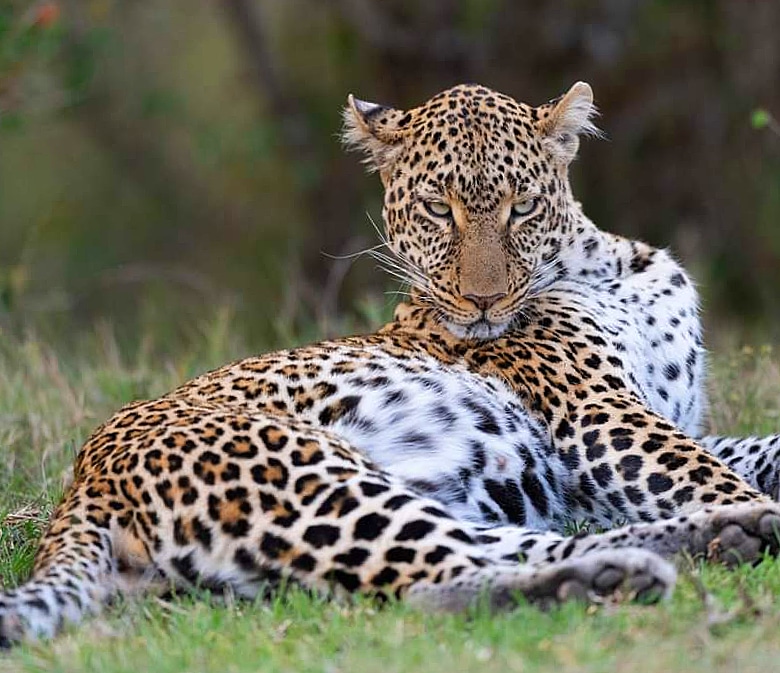 nimtreeWildlife's tweet photo. Best place to photograph #bigcats is definitely #Maasaimara.

Get in touch to visit Africa for #gamedrive and #photography!

#leopard #bigcat #safari #photosafari #wildlifephotography #wildlife #picoftheday #wildlifetour #bigcat #africanwildlife #masaimara #photography #swag https://t.co/jZcX6cSHqY