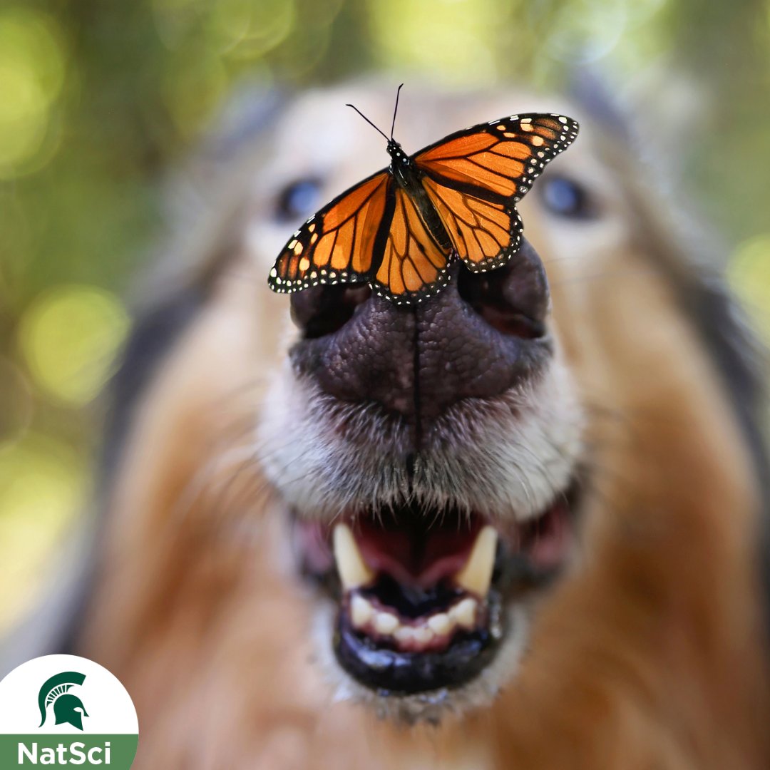 "We know from science that nothing in the universe exists as an isolated or independent entity" - Margaret J. Wheatley

#WednesdayWisdom #MSUNatSci