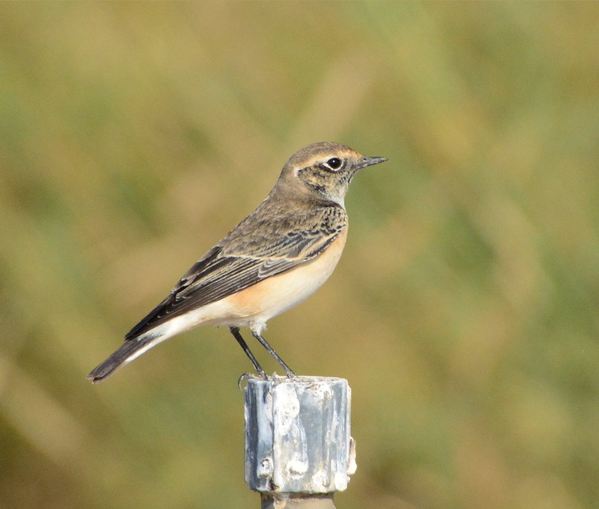 fcozdal's tweet photo. Pied Wheatear too, at Hamala last week. #birdwatching #BirdsofBahrain
#BirdsSeenIn2021 https://t.co/UnVnaWnICk