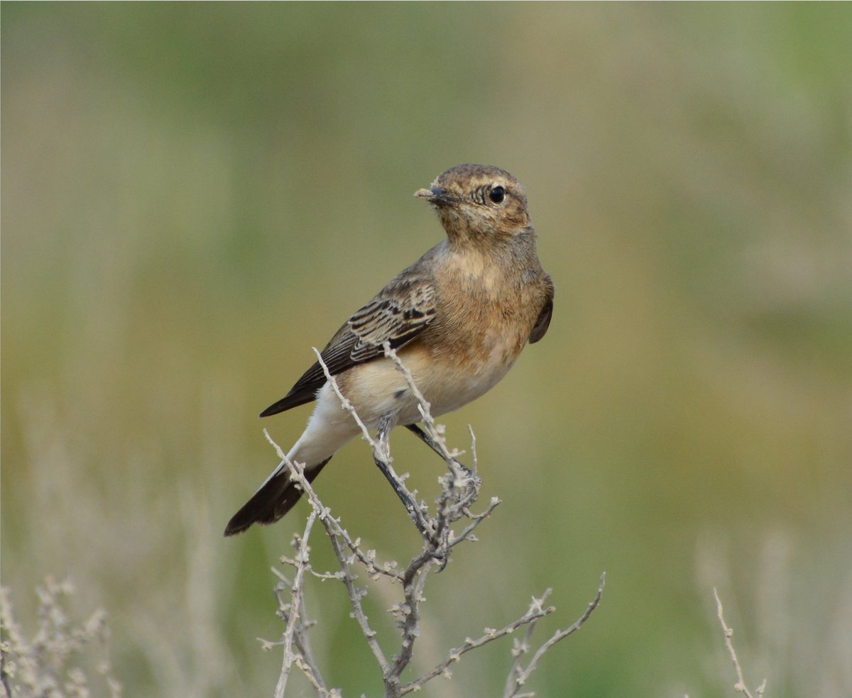 fcozdal's tweet photo. Pied Wheatear too, at Hamala last week. #birdwatching #BirdsofBahrain
#BirdsSeenIn2021 https://t.co/UnVnaWnICk
