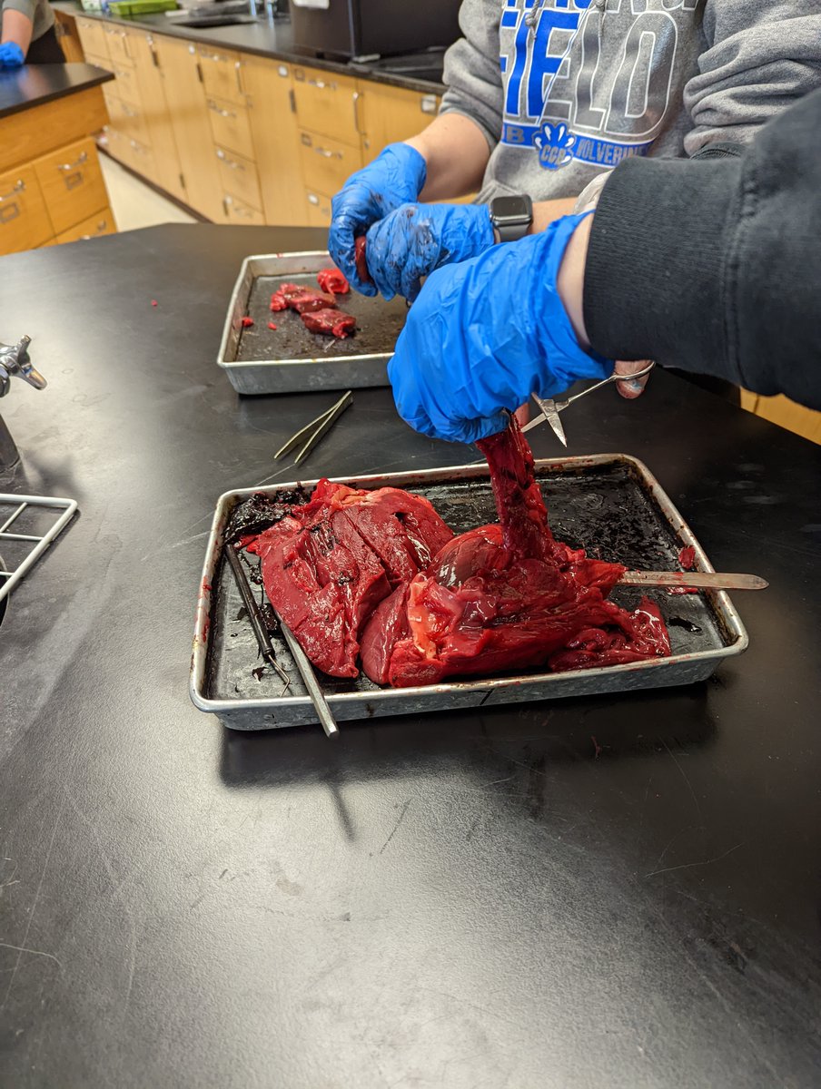 CgbScience's tweet photo. When you live in rural MN your students bring in deer hearts for dissections. Anatomy had a good time, even though they weren't fans of the smell. https://t.co/zviYGRXH1s