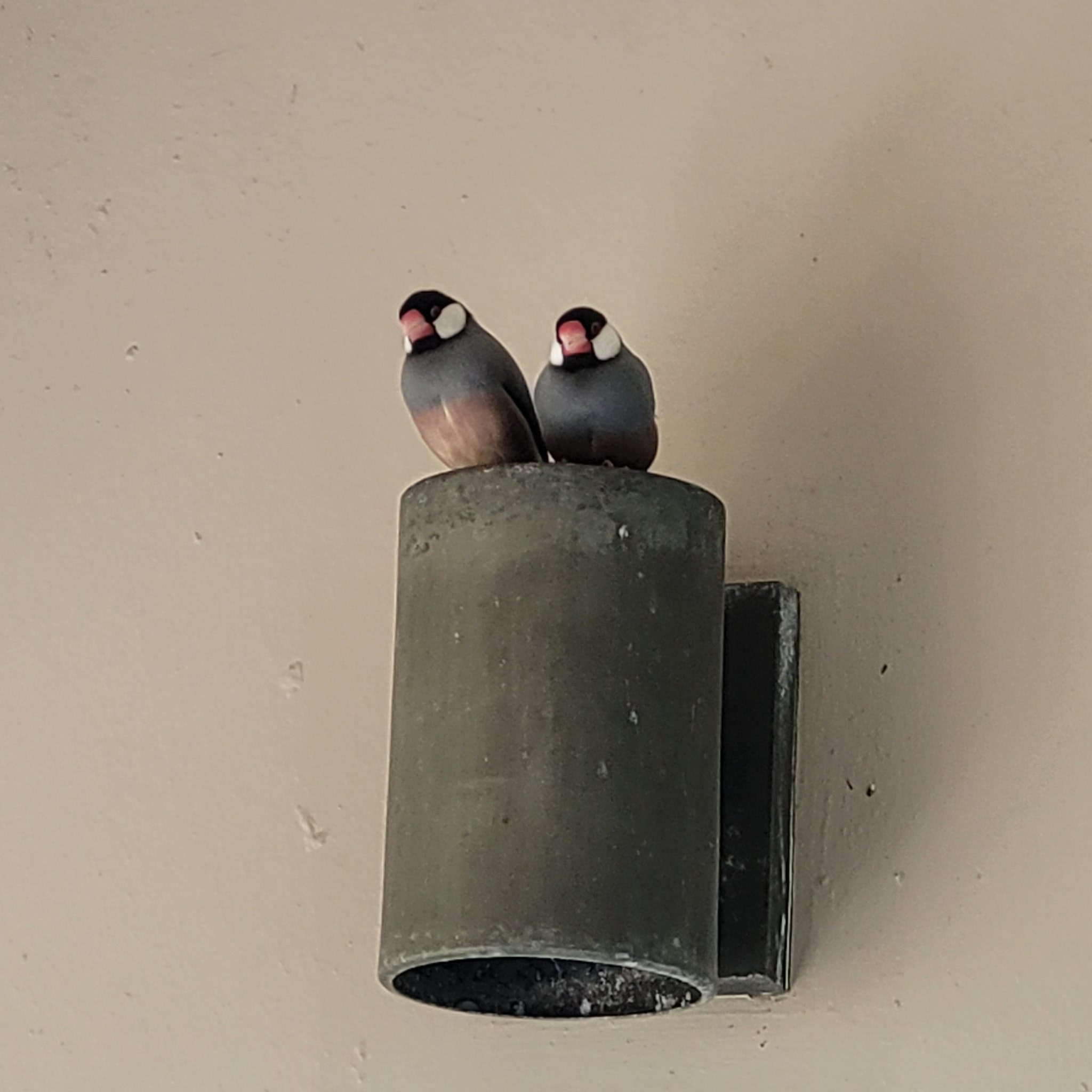 ハワイの文鳥 Twitter Search Twitter