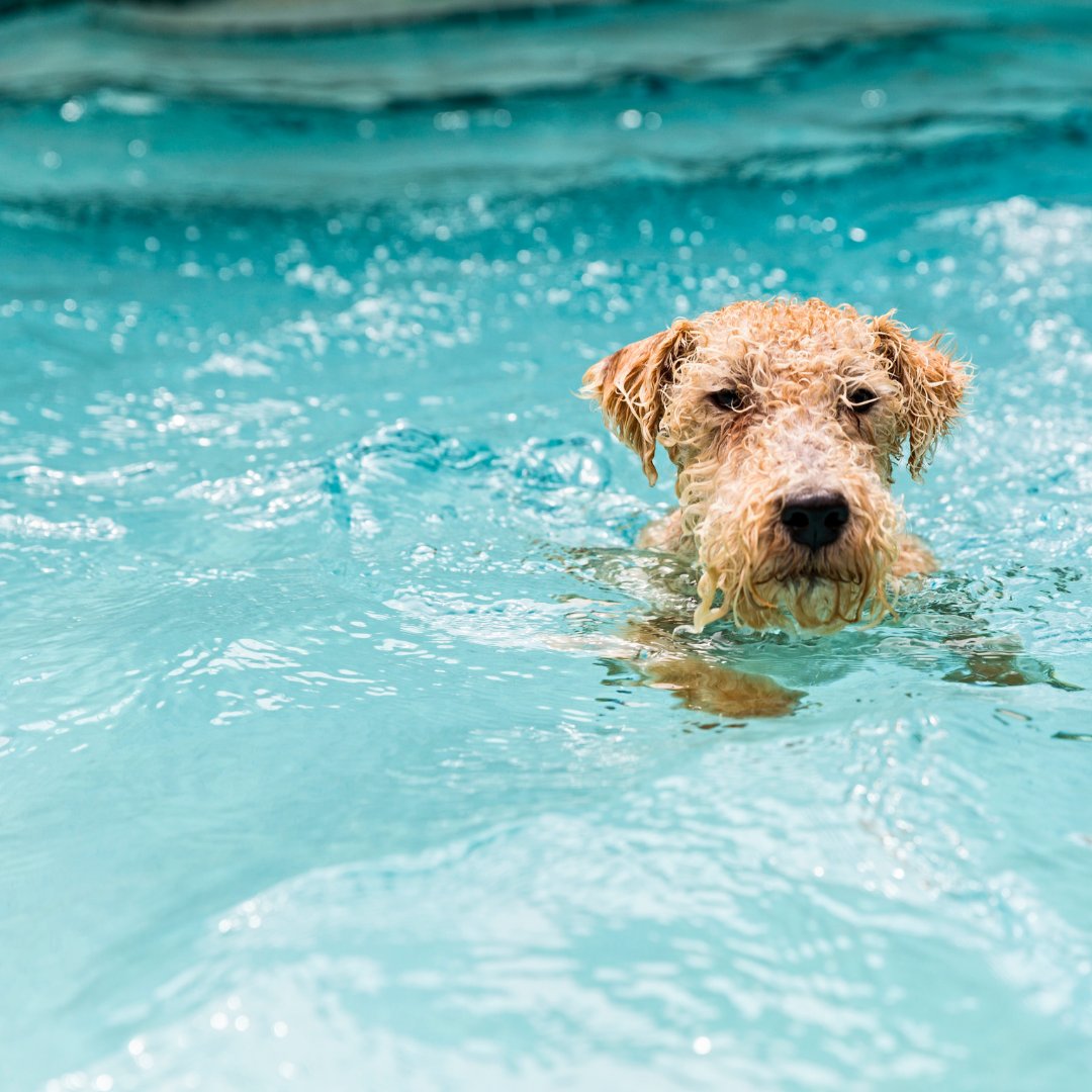 #DevonHour Do you know a dog who'd enjoy the benefits of physiotherapy or hydrotherapy?  

Find out more about West Country Canine Therapies, based in the mid/north Devon area! Here's my review: taranet.co.uk/AnimalCareDire…
