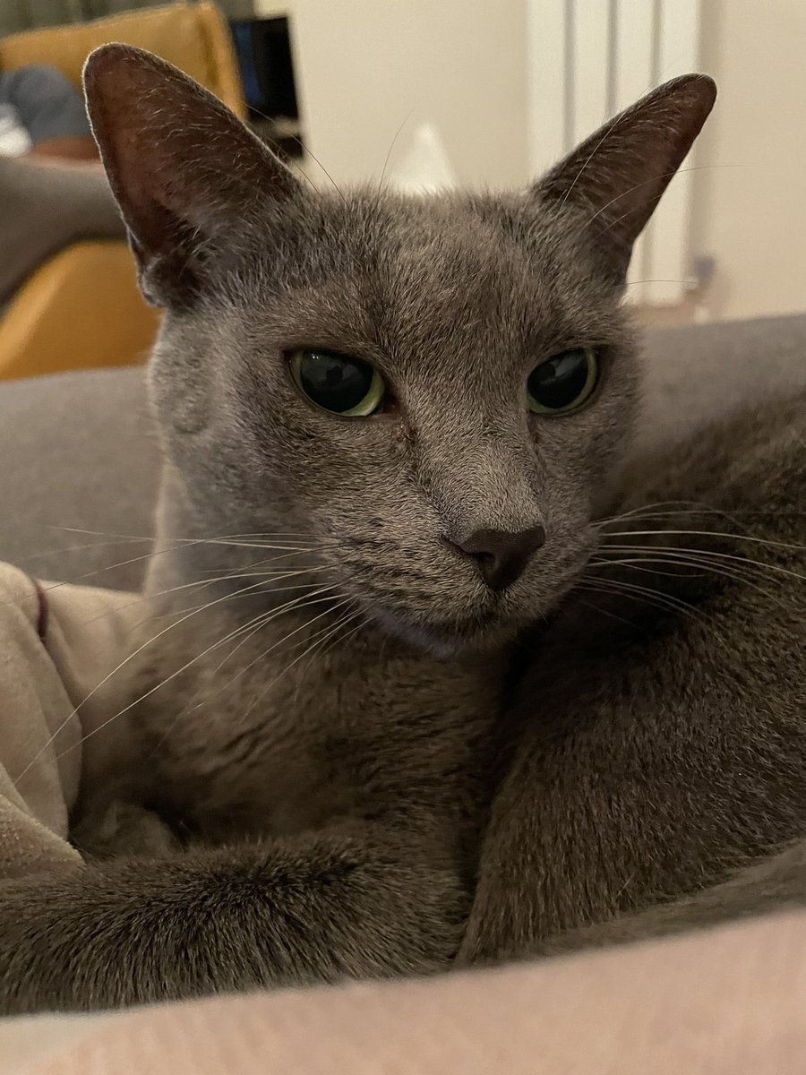 miconm's tweet photo. @BitchestheCat No bleps. Just judgement #greycat #nancycat https://t.co/LgKoMuHMC3