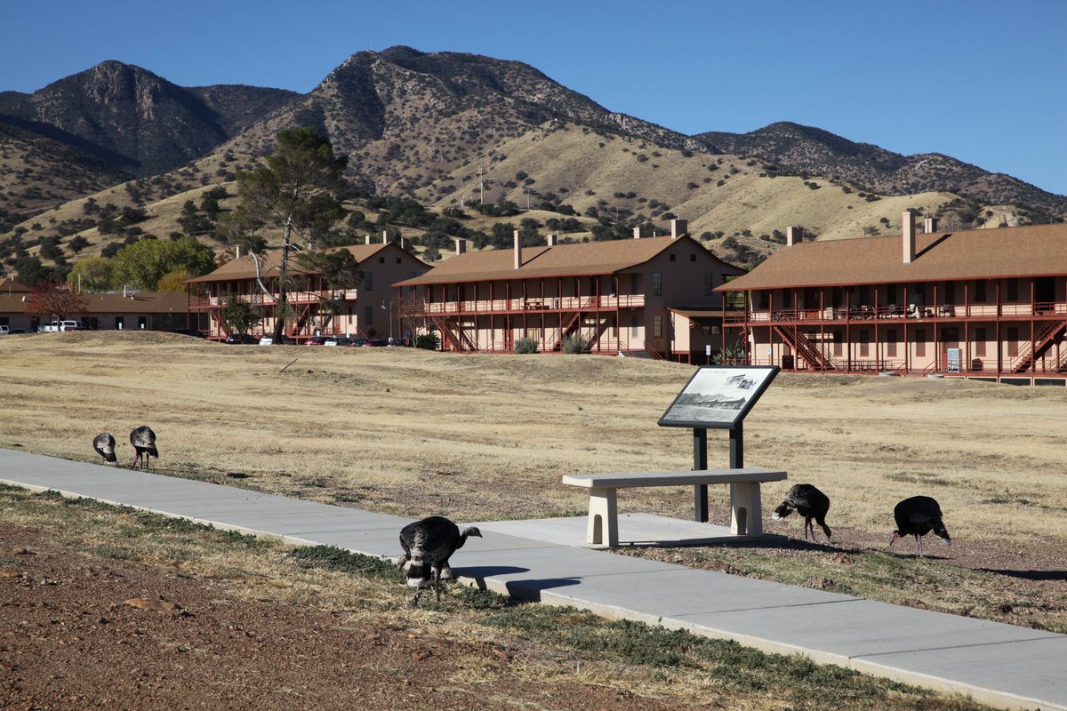 LADistrictUSACE's tweet photo. Both states allow permitted hunting of the birds. 

Pictured are wild turkeys on the old post portion of Fort Huachuca, Arizona. 

More @ https://t.co/e8bxvutcv5 and https://t.co/WHYXvNmmjW.

U.S. Army photo

#HappyThanksgiving2021 #KeepMeWild https://t.co/RHz0bS3WPp
