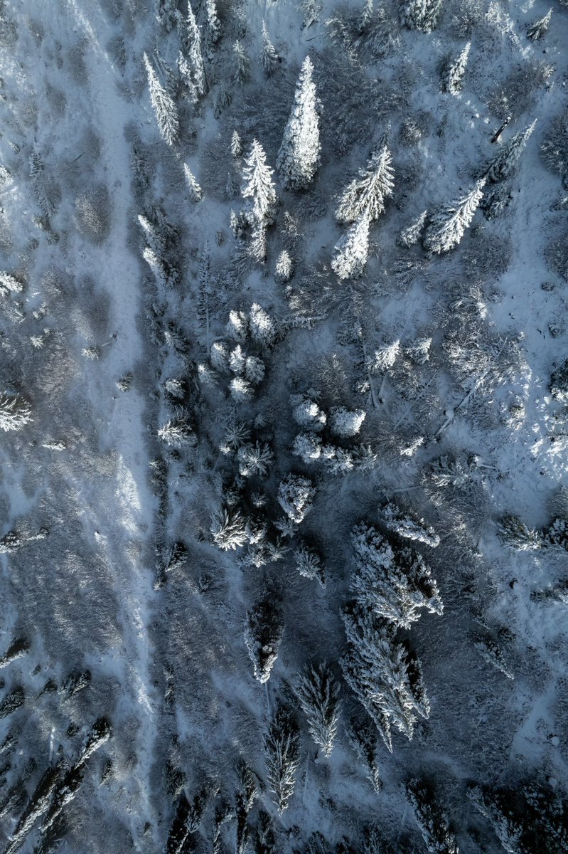 Frosted mini wheat harvest